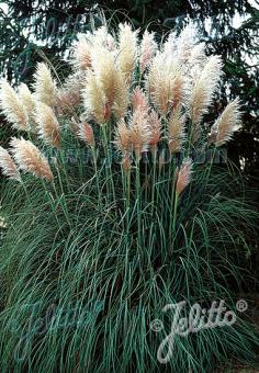 Cortaderia selloana [White Plume]